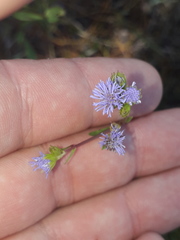Ageratum littorale