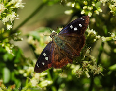 Polygonus savigny savigny