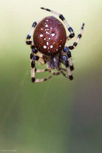 Shamrock Orbweaver