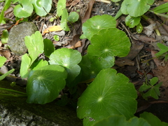 Hydrocotyle leucocephala
