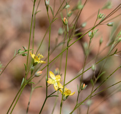 Hesperolinon breweri