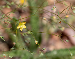 Hesperolinon breweri