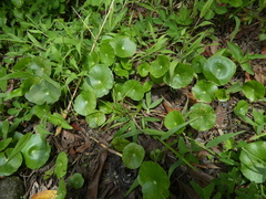 Hydrocotyle leucocephala
