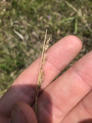 Sphenopholis obtusata