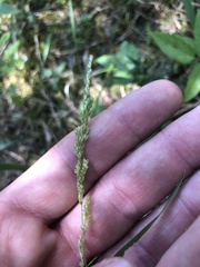 Sphenopholis obtusata