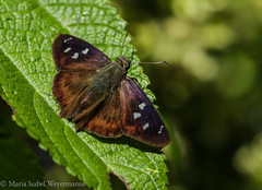 Polygonus savigny savigny