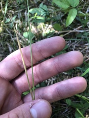 Sphenopholis obtusata