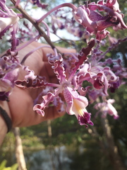 Myrmecophila tibicinis