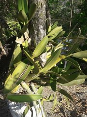Myrmecophila tibicinis