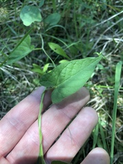 Calystegia catesbeiana