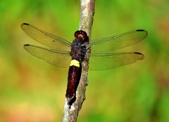 Hadrothemis coacta