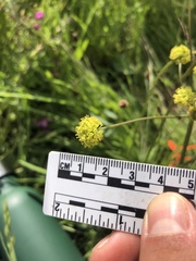Lomatium nudicaule