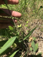 Symphyotrichum laeve concinnum