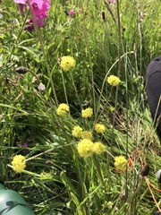 Lomatium nudicaule