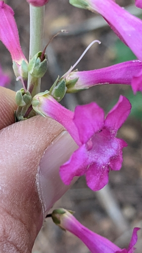 Image of Penstemon confusus by (c) Darrin Gobble, some rights reserved (CC BY)