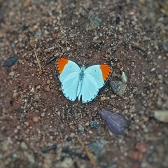 Colotis antevippe antevippe