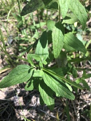 Brickellia eupatorioides texana