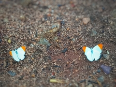 Colotis antevippe antevippe