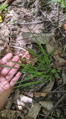 Dichanthelium linearifolium werneri