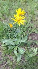 Senecio doronicum