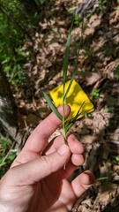 Dichanthelium linearifolium werneri