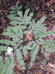 Adiantum wilesianum