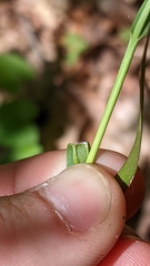 Dichanthelium linearifolium werneri