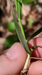 Dichanthelium linearifolium werneri