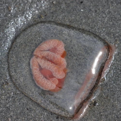 Neoturris breviconis