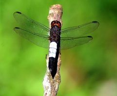 Hadrothemis coacta