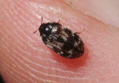 Trogoderma sternale