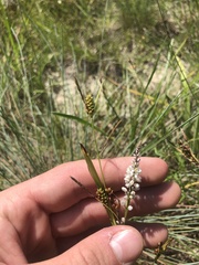 Carex microdonta
