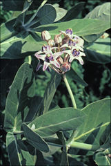 Calotropis gigantea