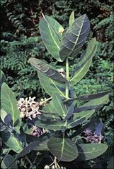 Calotropis gigantea