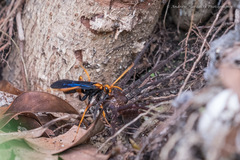 Leptodialepis bipartitus
