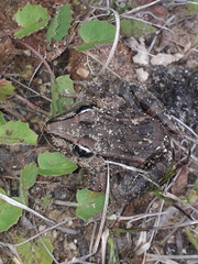 Lithobates brownorum