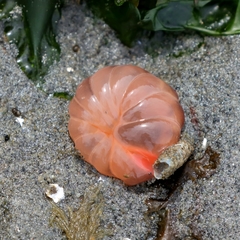 Peachia quinquecapitata