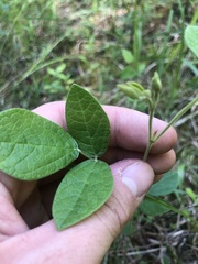 Rhynchosia tomentosa