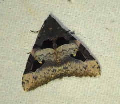 Avatha bubo