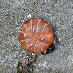 Peachia quinquecapitata