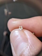 Leptosiphon pygmaeus