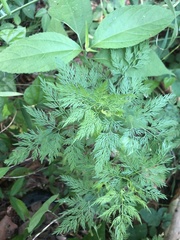 Trepocarpus aethusae