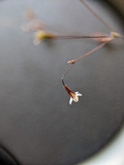 Leptosiphon pygmaeus