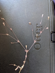 Leptosiphon pygmaeus