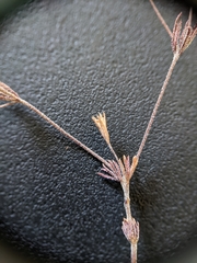 Leptosiphon pygmaeus