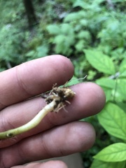 Physalis virginiana