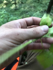 Physalis virginiana