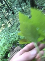 Physalis virginiana