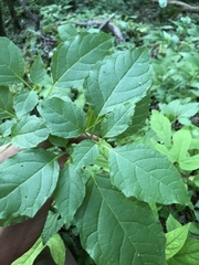 Physalis virginiana