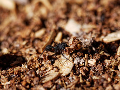 Acromyrmex lobicornis